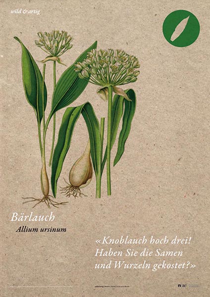 Bärlauch