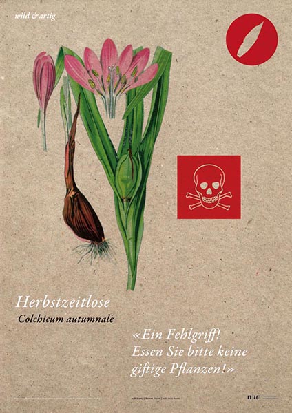 Herbstzeitlose
