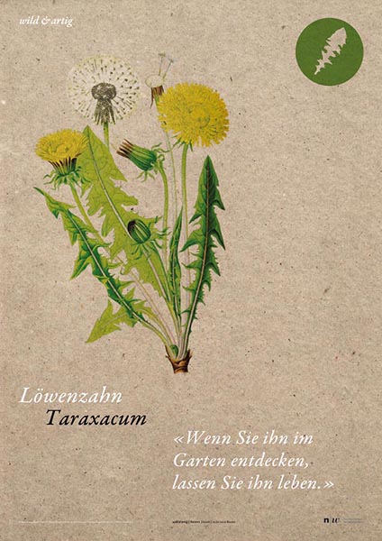 Löwenzahn