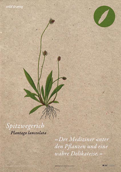 Spitzwegerich